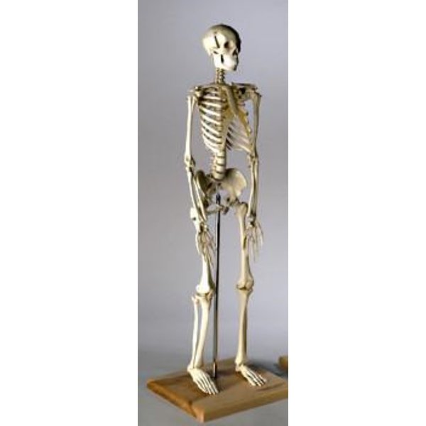 Denoyer-Geppert Anatomical Model, Mini Skeleton 28 inches S28